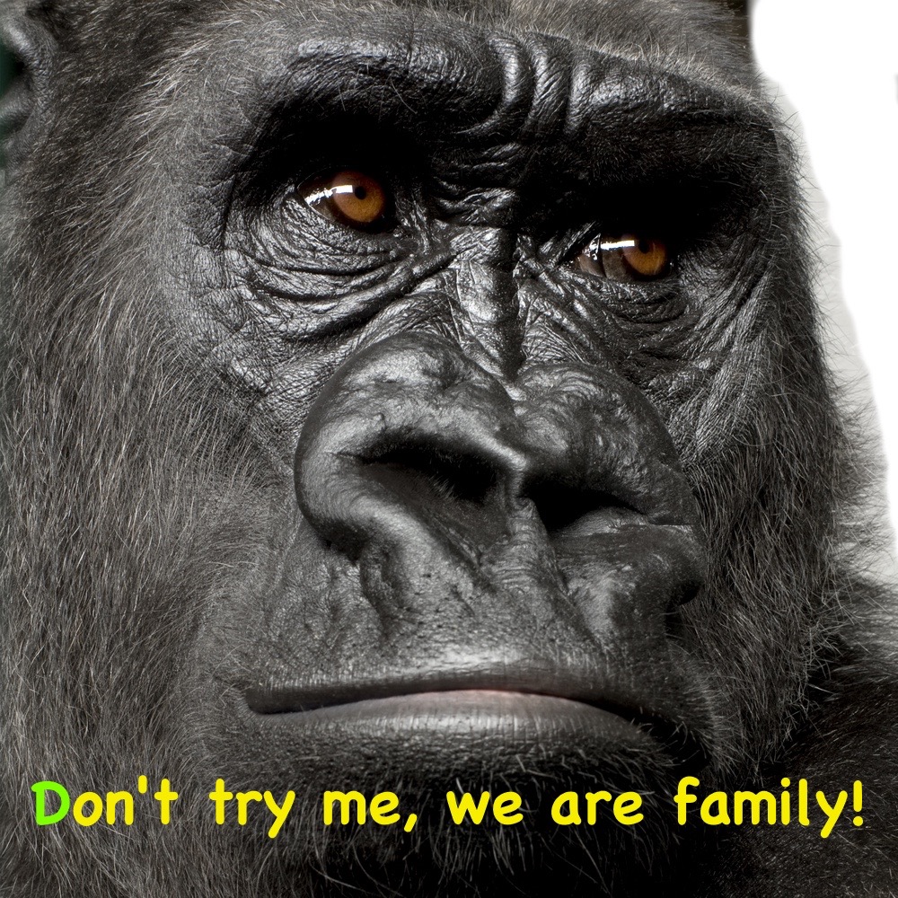 Our family, the apes